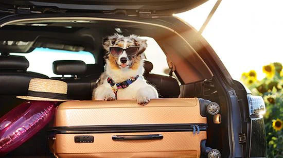 How to Travel Safely With Your Pet: Essential Tips for Stress-Free Trips 🧳🐾