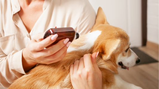 The Importance of Grooming in Keeping Your Pet Healthy and Happy