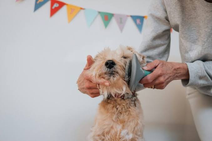 Essential Grooming Tips for Healthy and Happy Pets