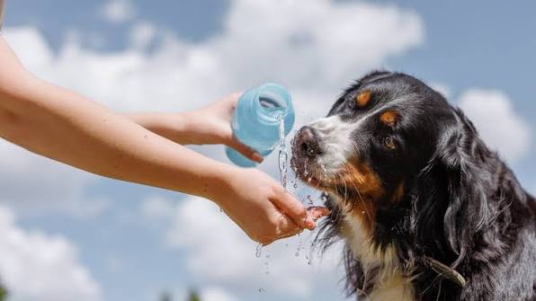 The Importance of Proper Pet Hydration and Clean Drinking Solutions