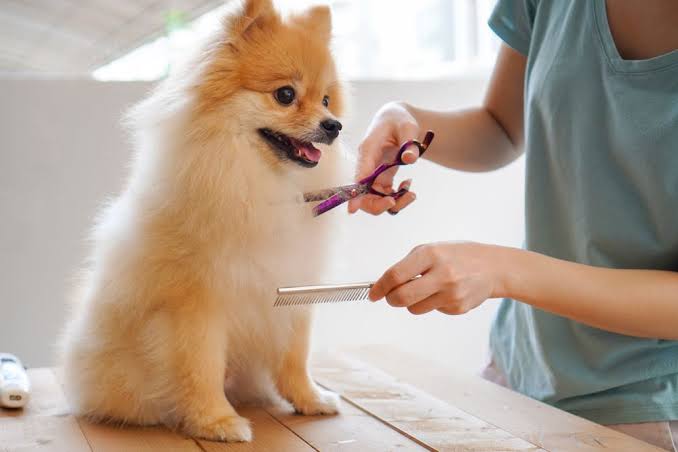 Why Regular Grooming Is Essential for Your Pet’s Health and Happiness