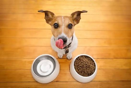 How Proper Feeding Habits Impact Your Pet’s Long-Term Health