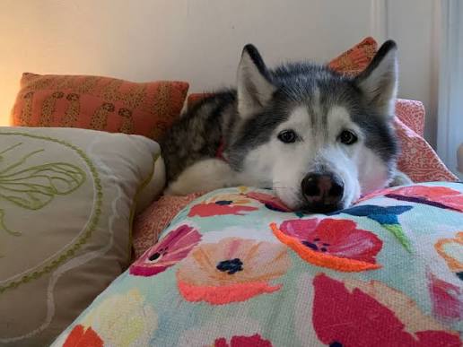 Why Proper Pet Sleeping Spaces Improve Behavior and Overall Health