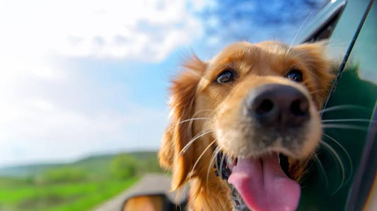 Pet Travel Safety: Essential Tips for Stress-Free Trips with Your Pet