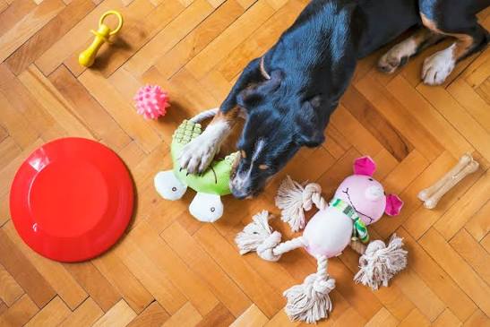 Why Interactive Pet Toys Are Essential for Mental Stimulation