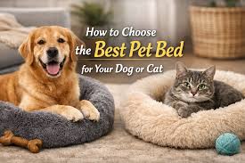 How to Choose the Right Bed for Your Pet