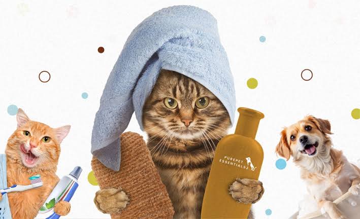 How Regular Grooming Improves Your Pet’s Health and Happiness